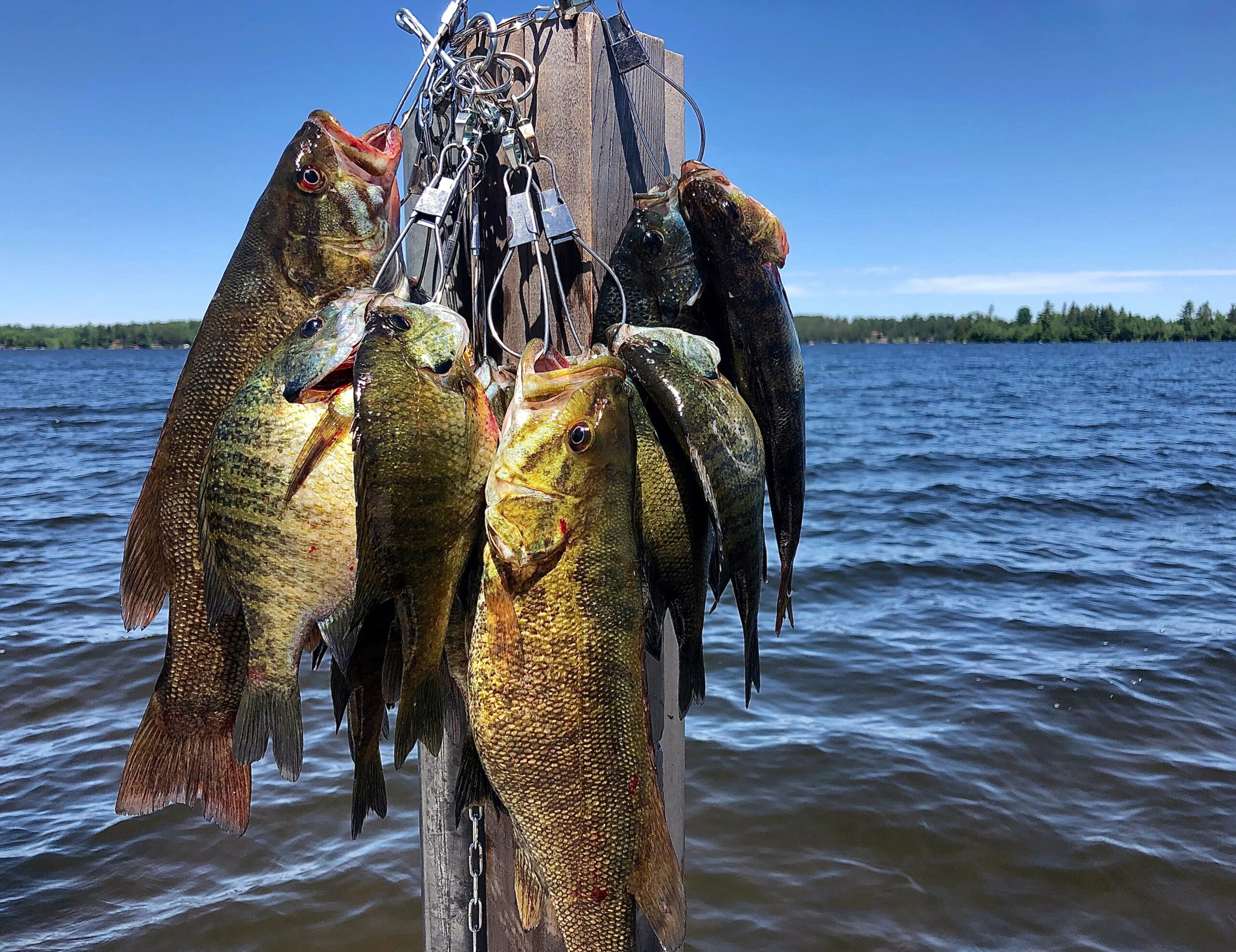 Fishing Pressure Increased During COVID. Is That Bad for Gamefish? |  Outdoor Life