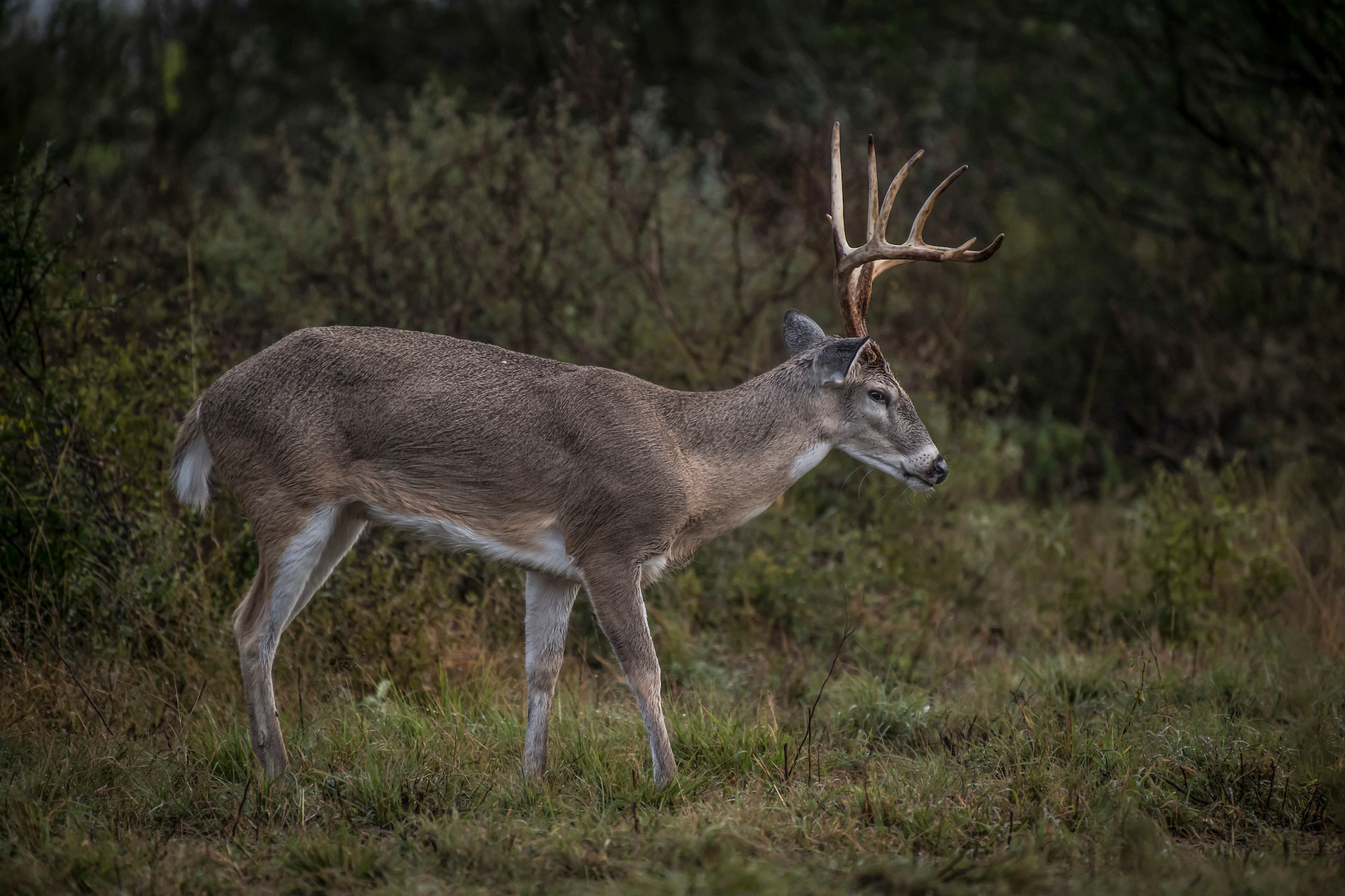 texas whitetail deer