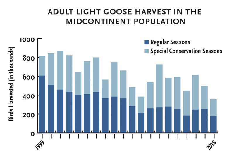 Snow goose harvest data by year.