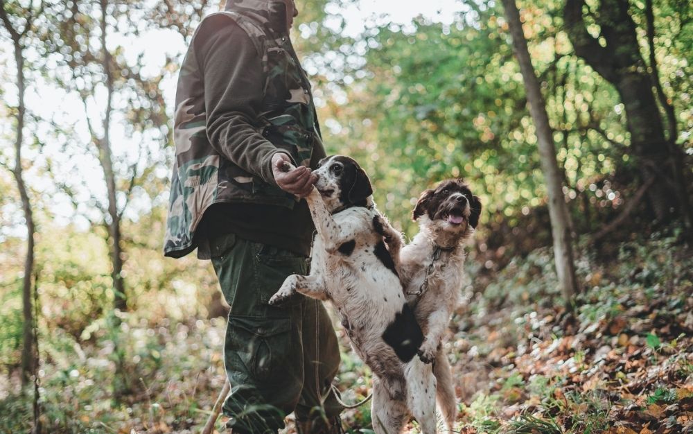 A mean wearing a hunting vest playing with two dogs into a green forest.