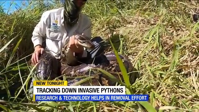 A python record has been recorded in Florida. 