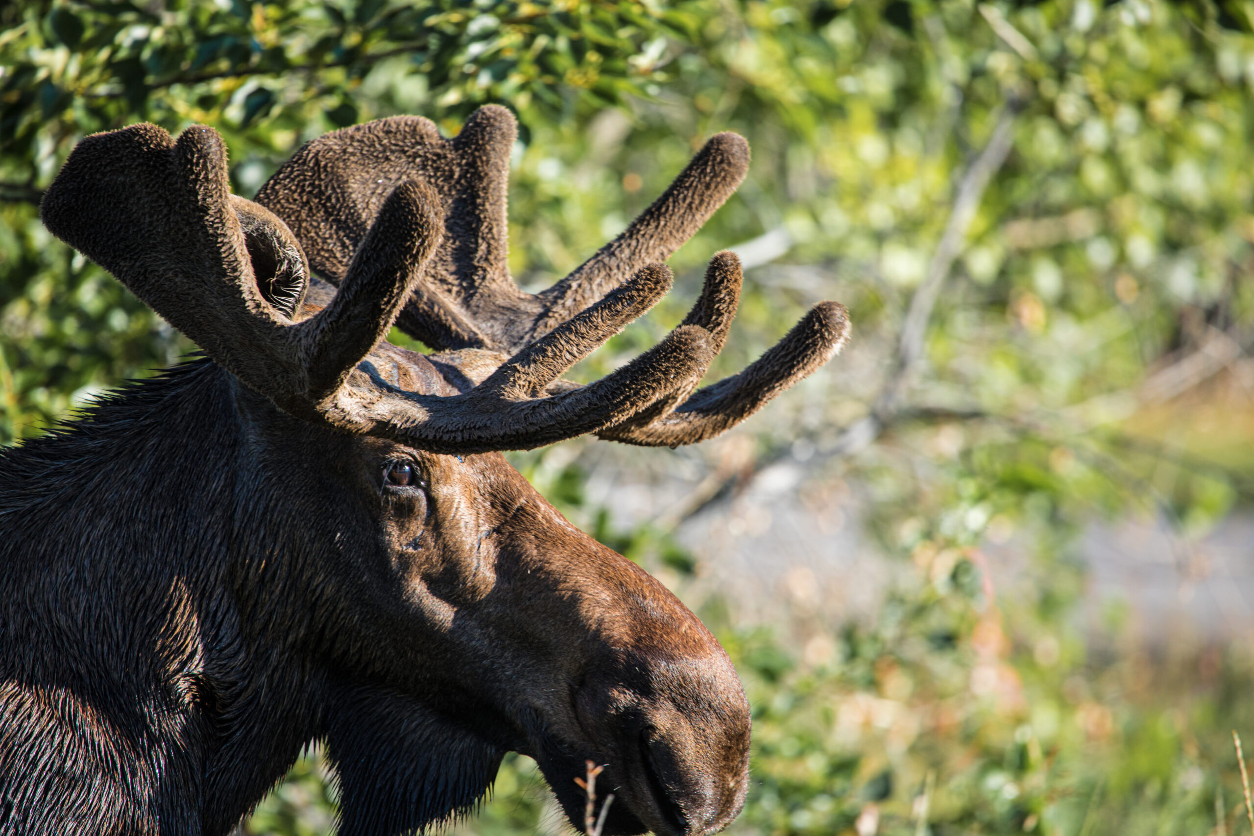 A charging moose was shot and killed at close range by an Idaho camper.