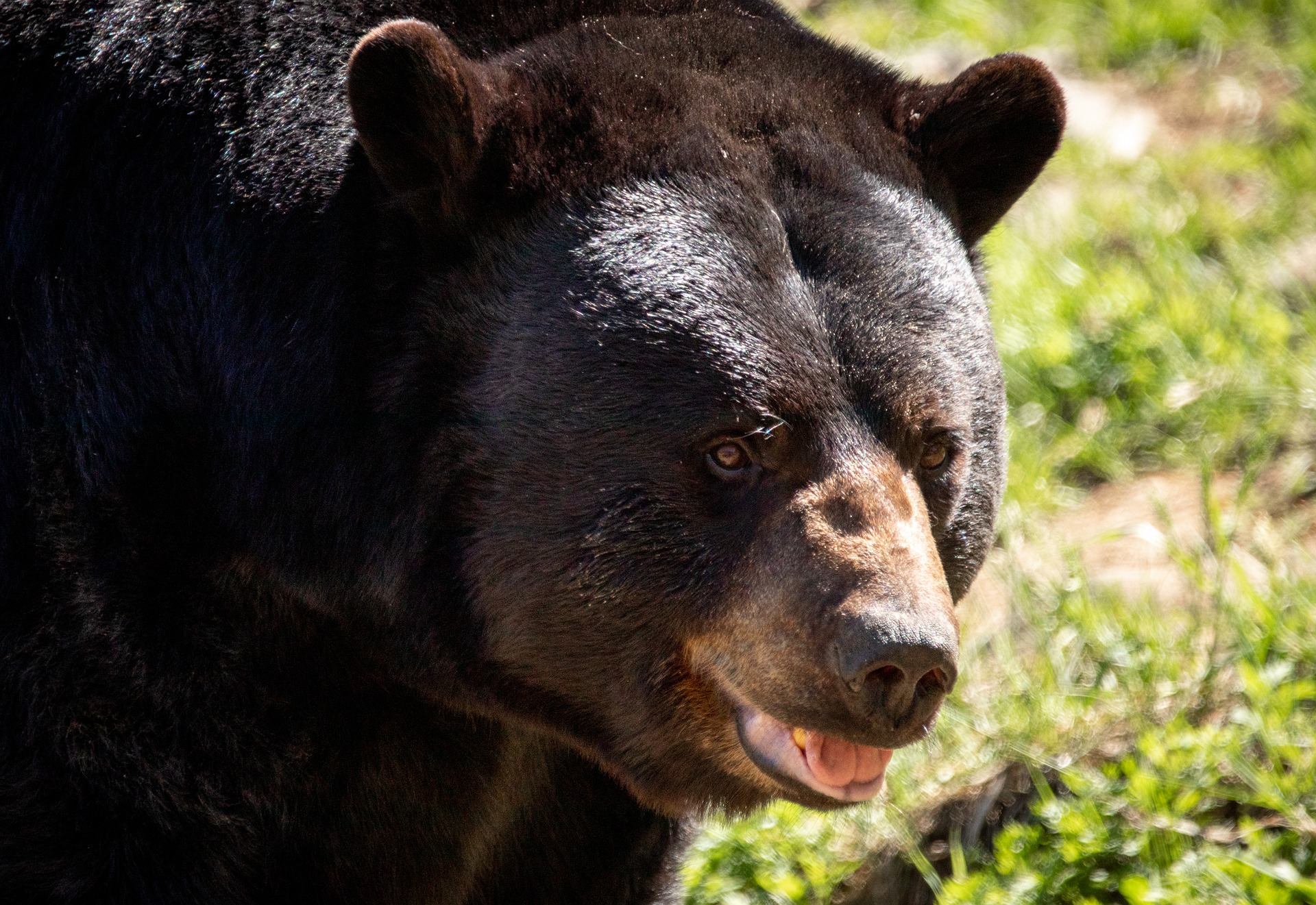 A California homeowner killed a bear that broke into his house. 
