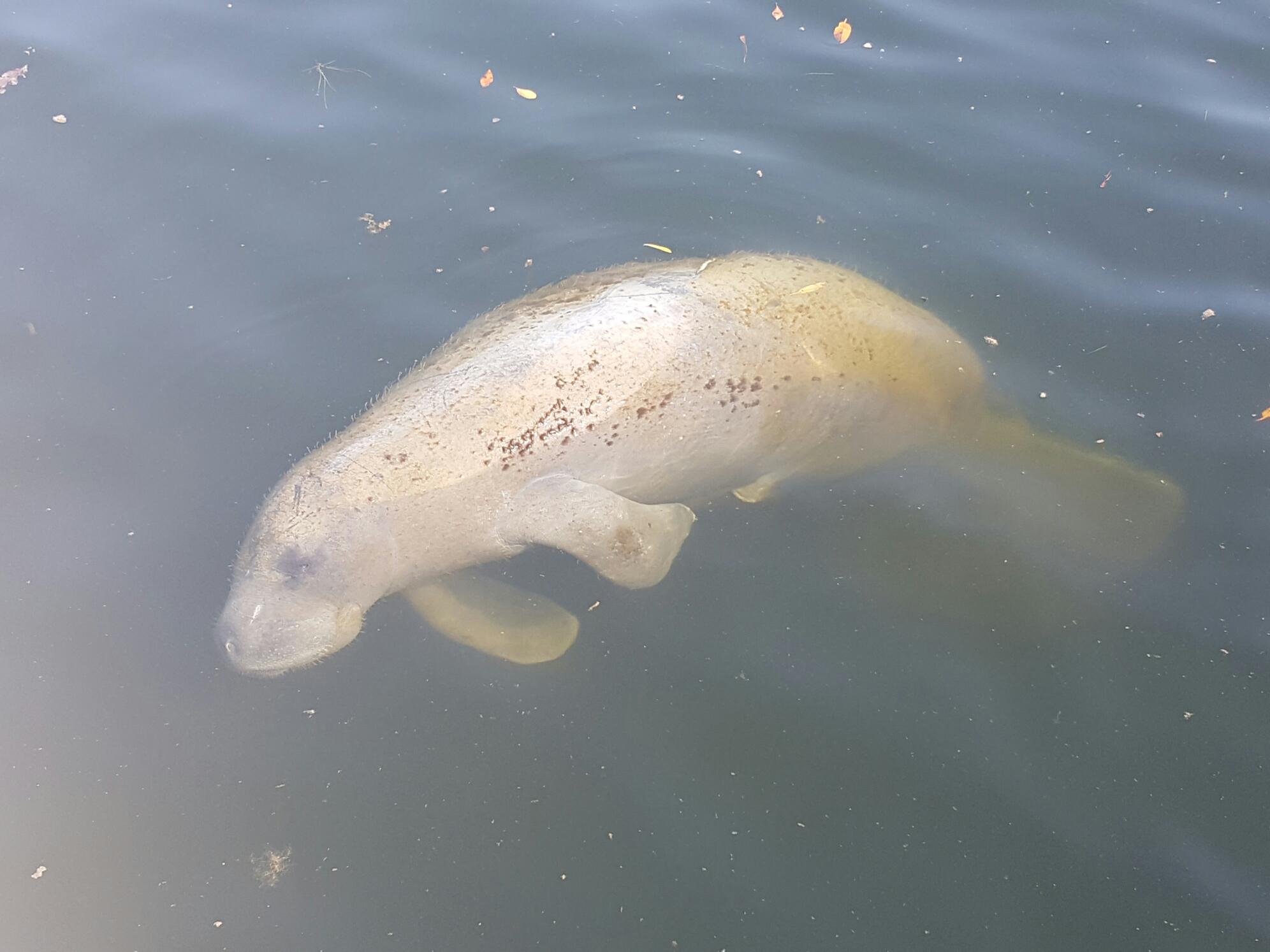 Manatees are dying in mass mortality events in Florida.