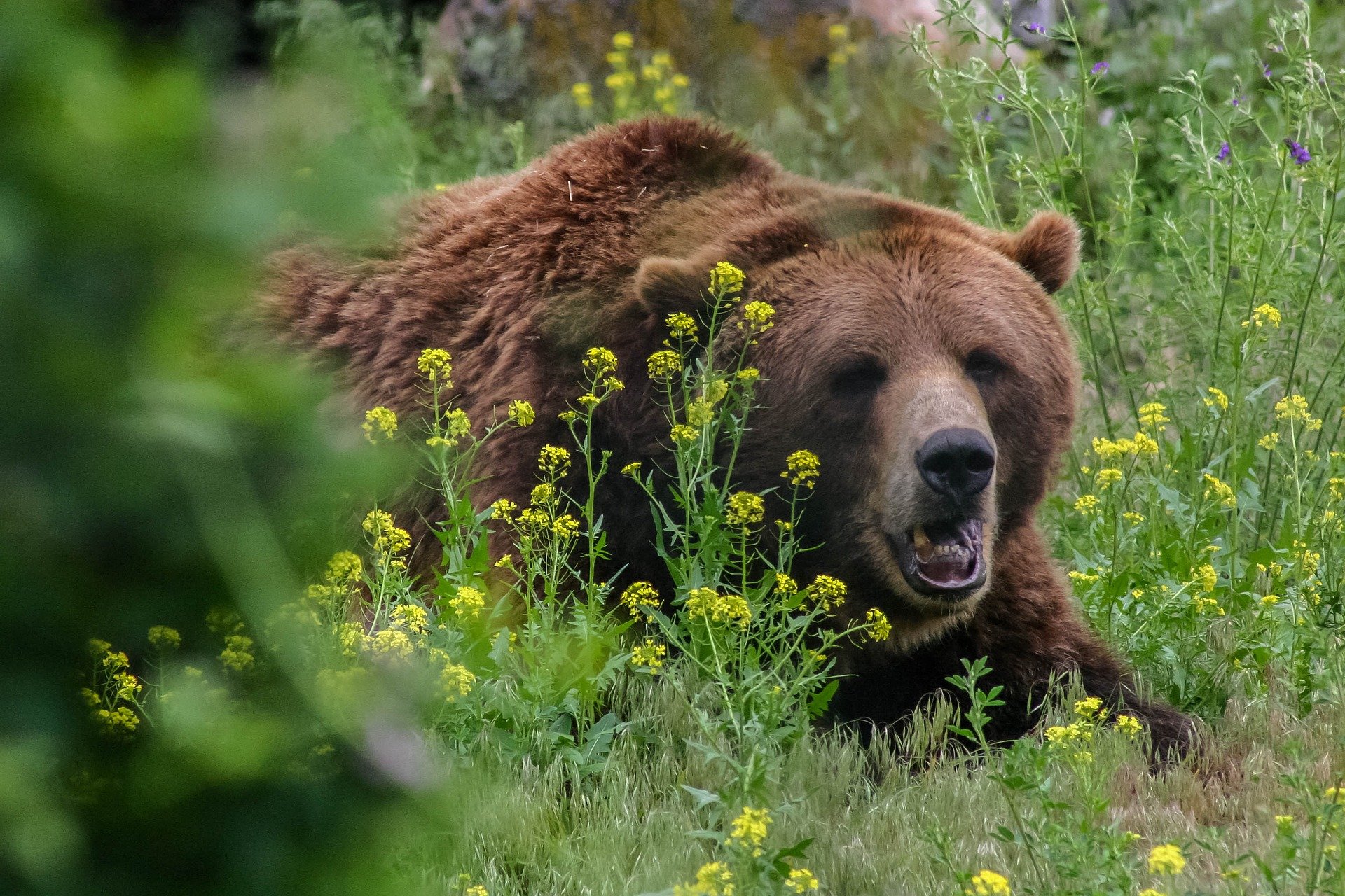 Montana Camper Dies in Bear Attack