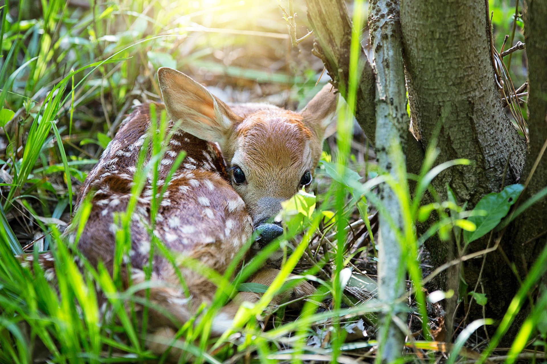 Fawn recruitment is faltering.