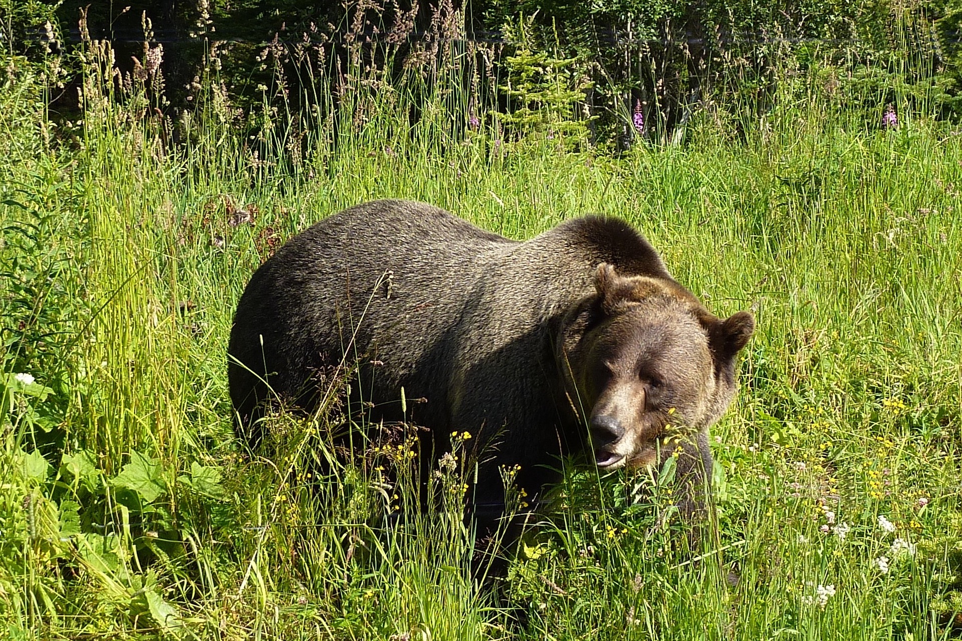 The griz thought to have mauled and killed a camper in Montana was likely more than 400 pounds