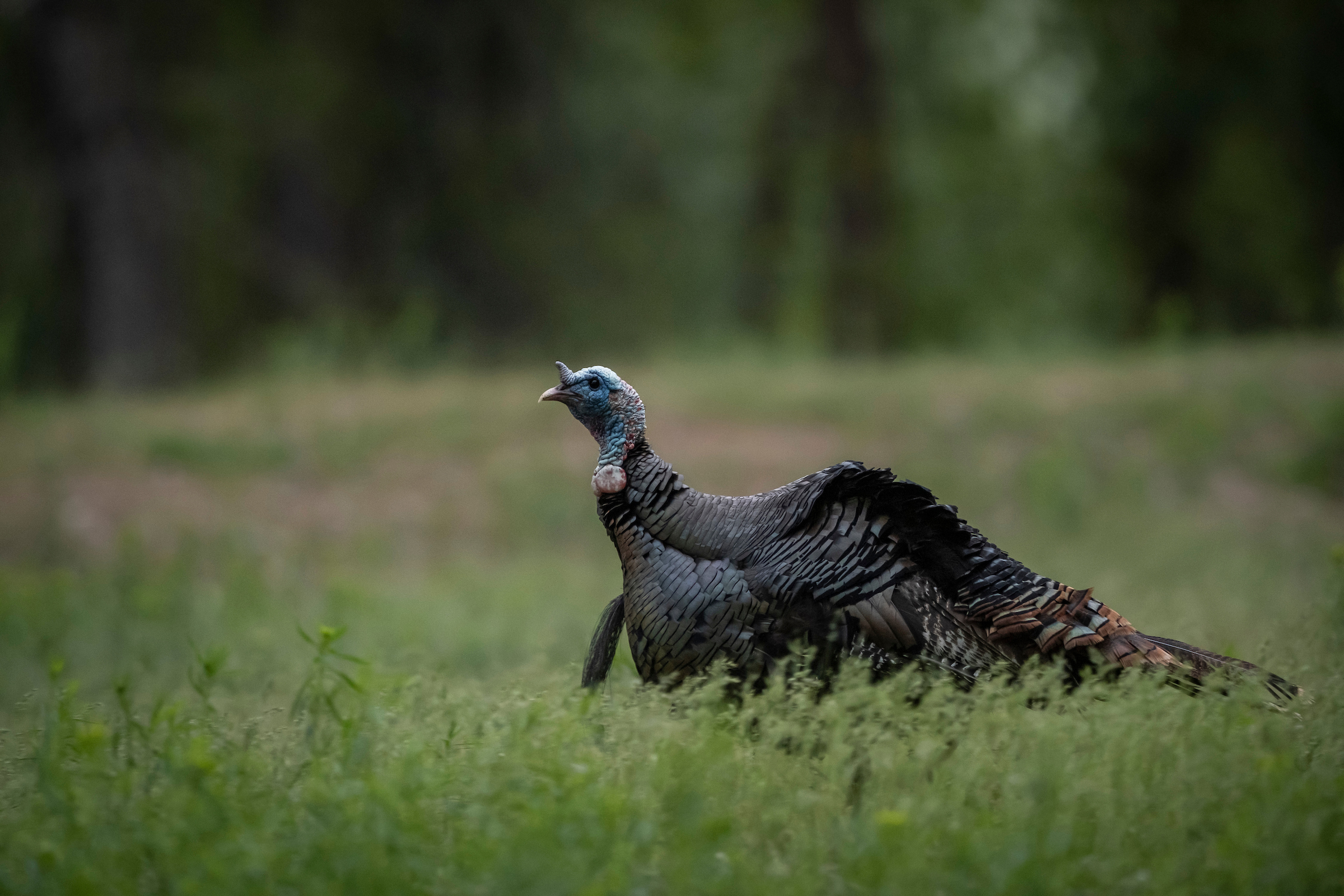 NWTF and Turkeys for Tomorrow both hope to address wild turkey population issues.