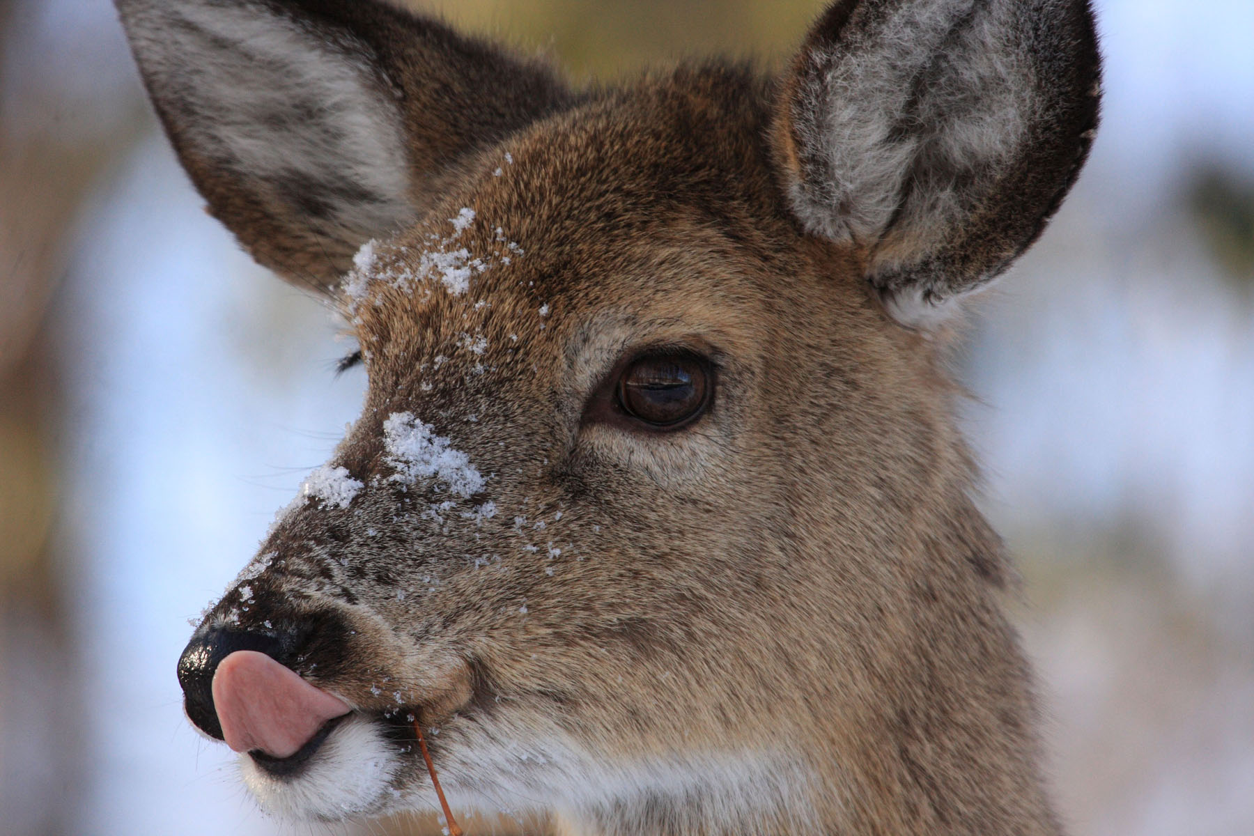 Maine deer endure harsh winters, and this new law will help allocate more habitat.