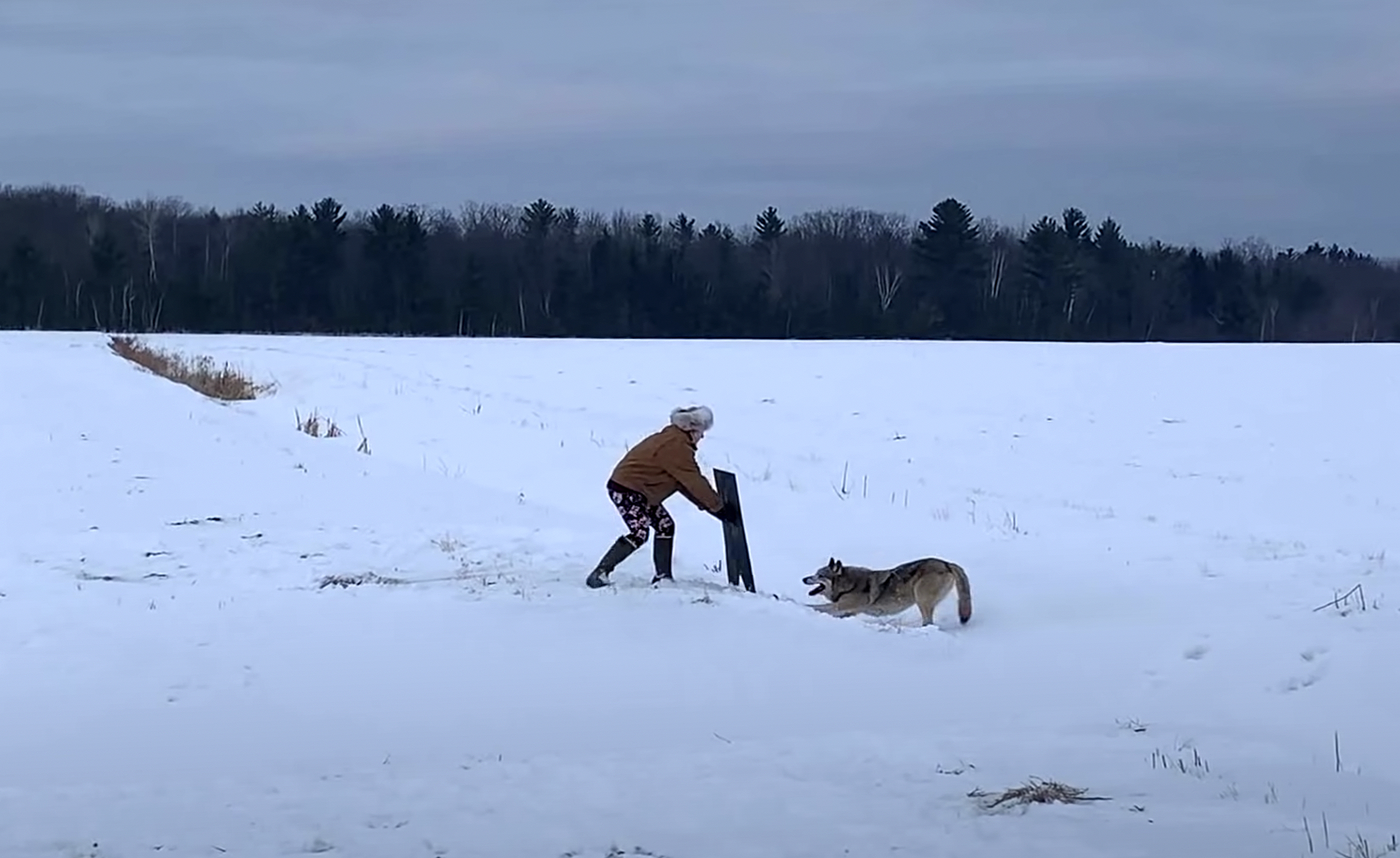 Wisconsin trapper releases a gray wolf.