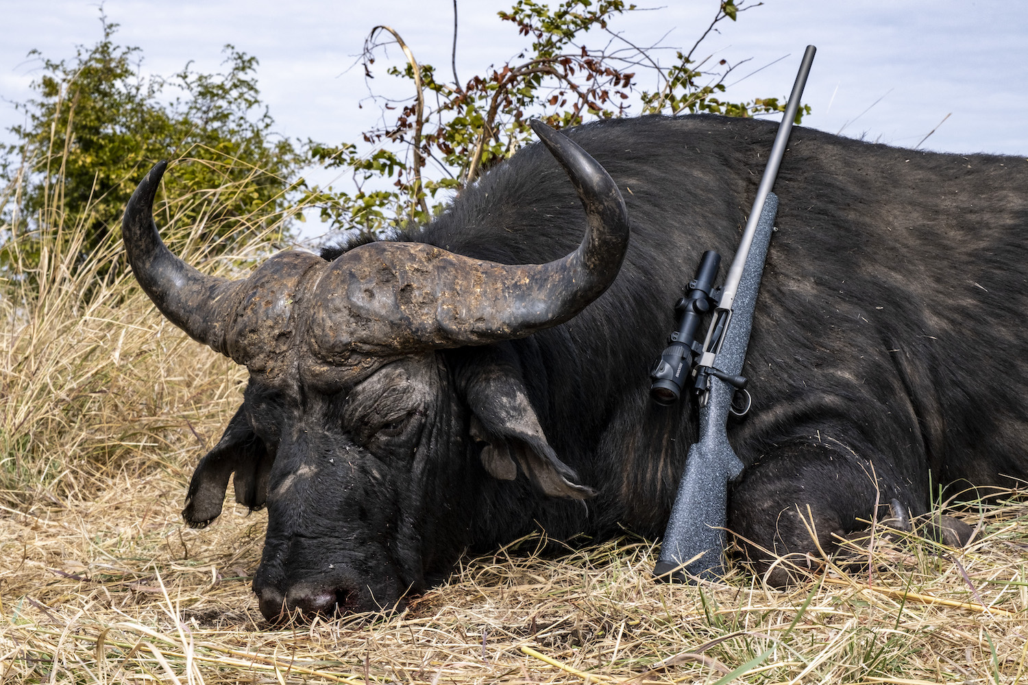 Cape buffalo with Nosler 21 in .375 H&H