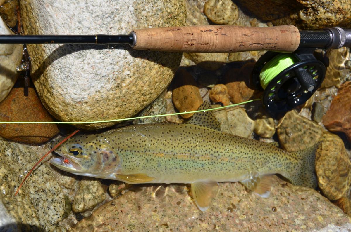Western trout are susceptible to high temps and low water levels.