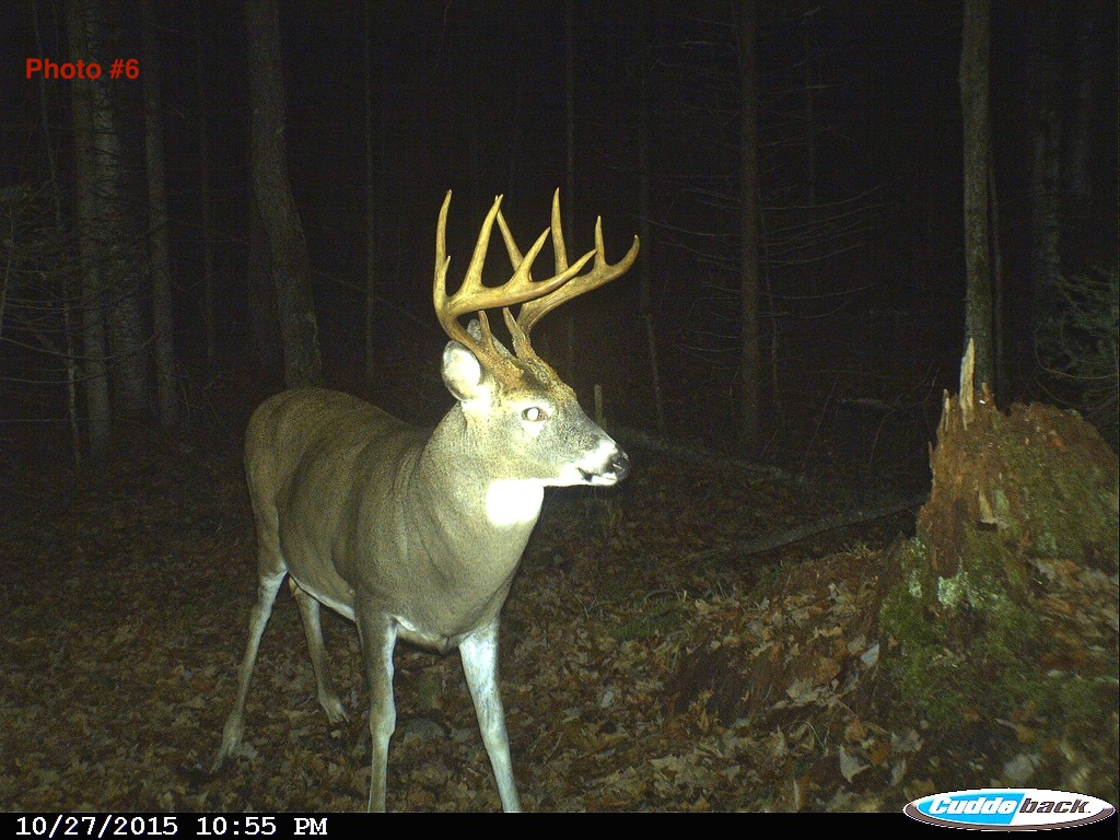 Trail camera flash spook deer
