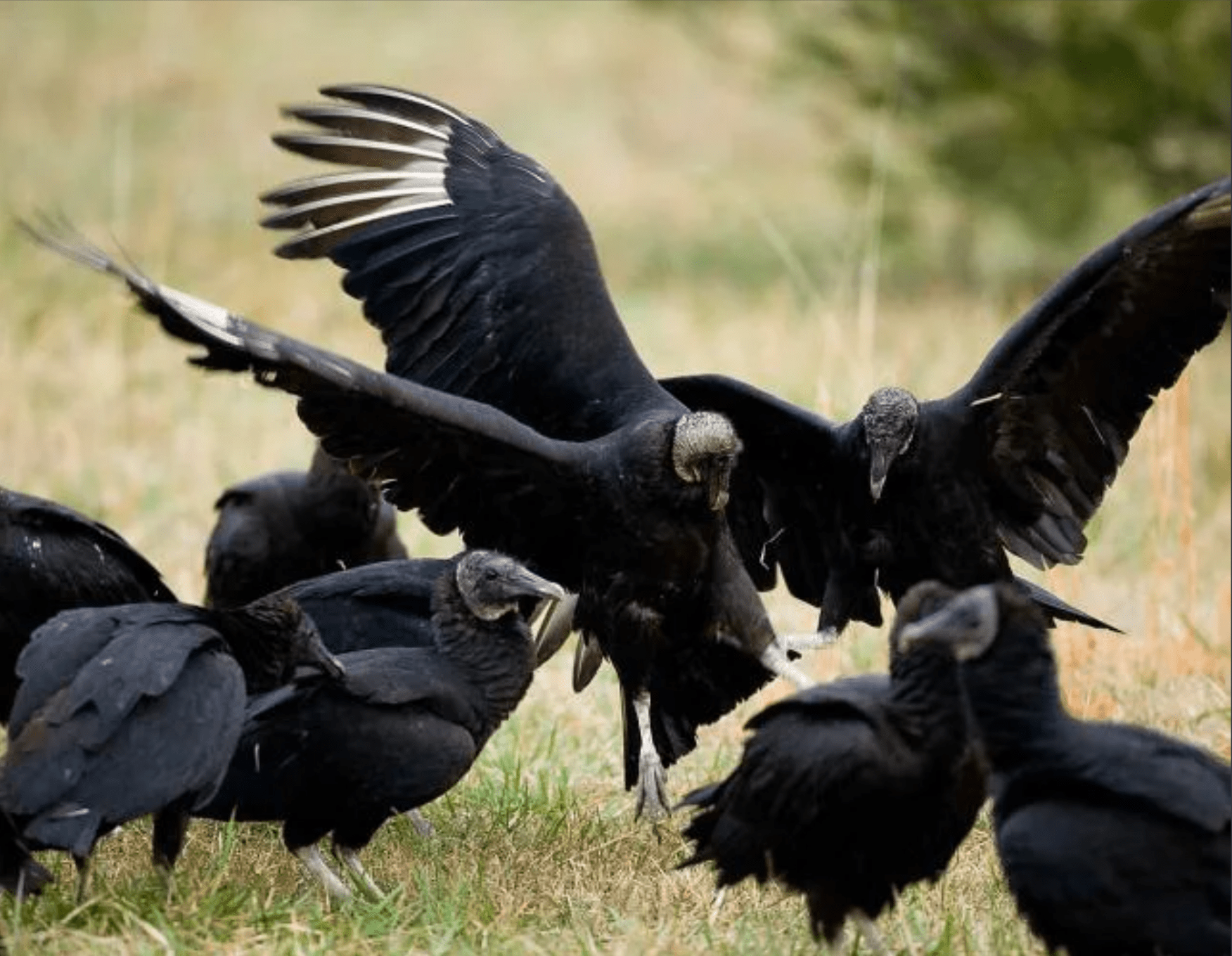 Black vultures are causing human and livestock conflicts around the U.S.