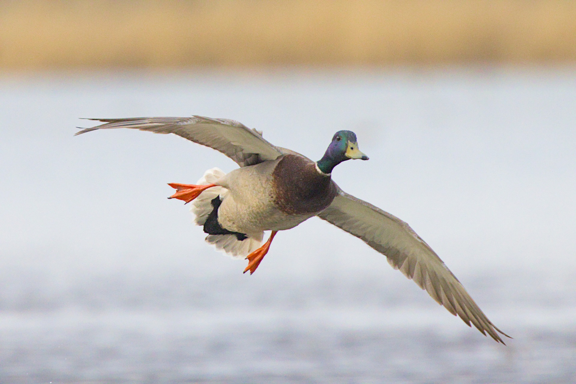 There will be fewer ducks in the fall flight this year.