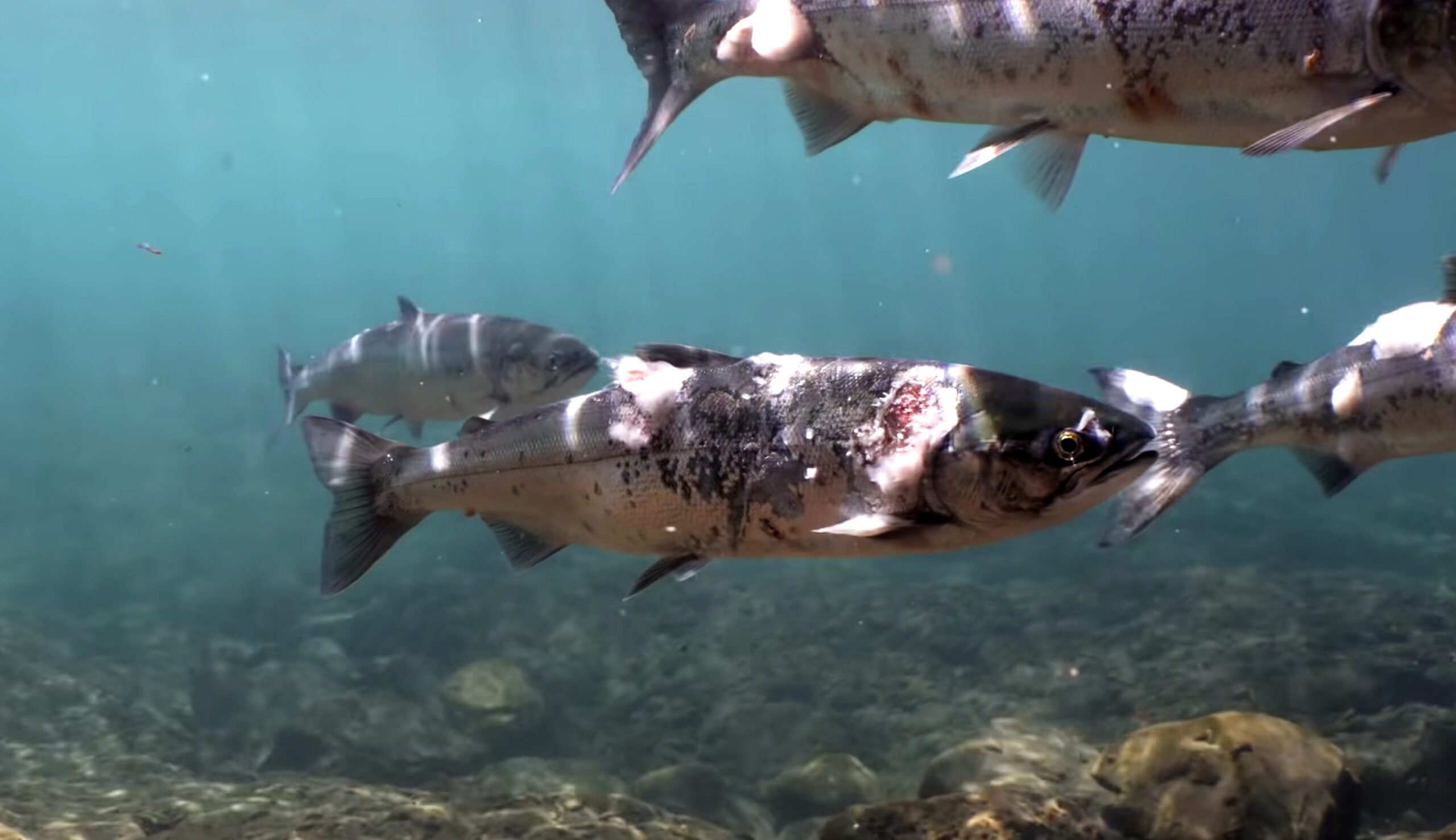 Columbia River salmon are stressed by heat, causing lesions and fungus.