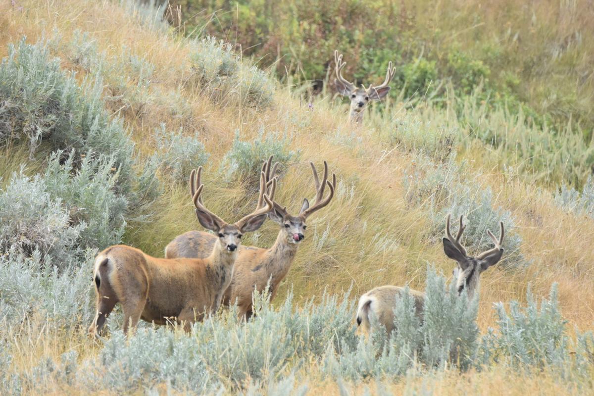 Western drought is affecting mule deer in Montana and elsewhere.