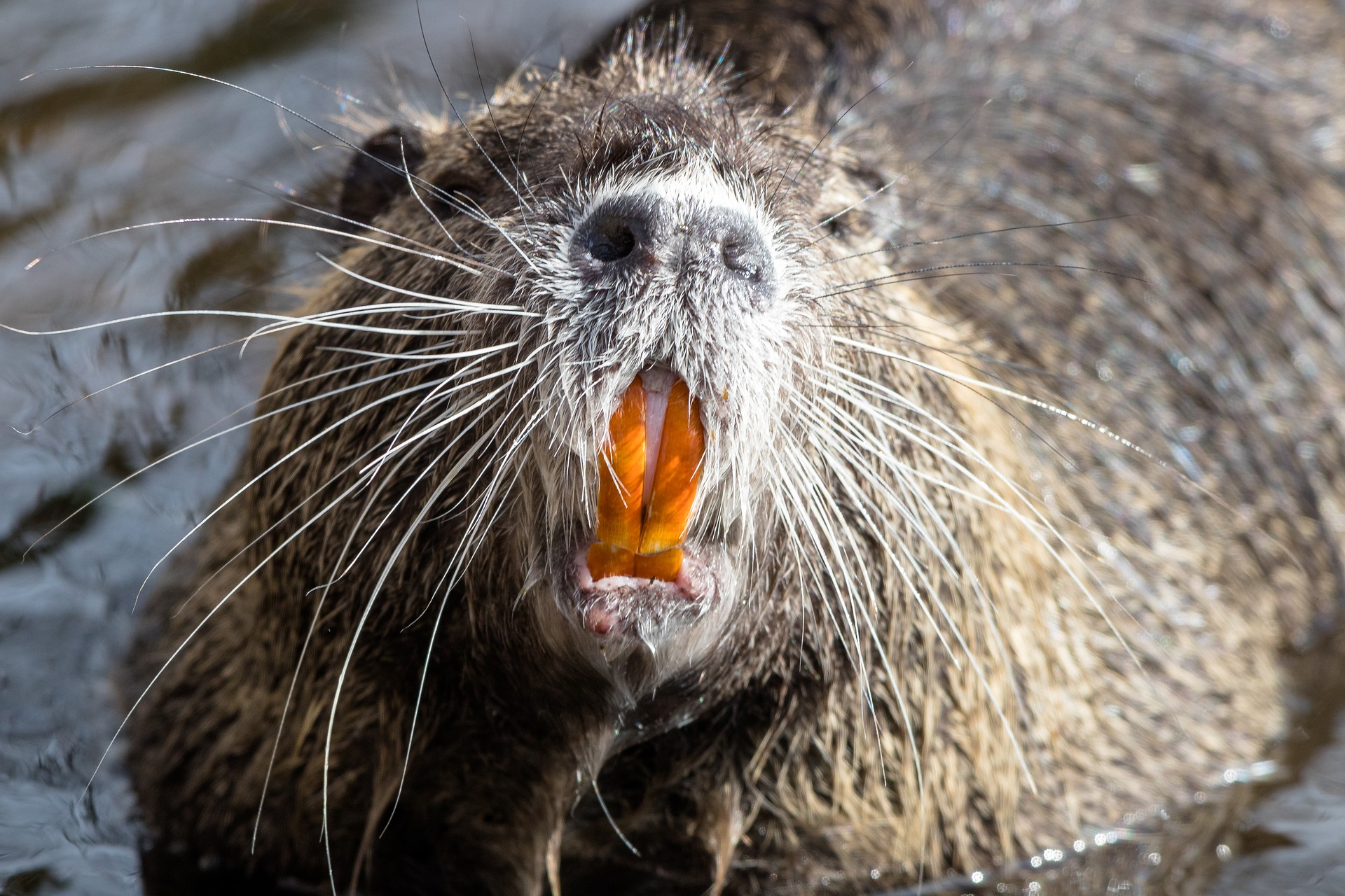 Nutria is an invasive animal that can be turned into dog treats.