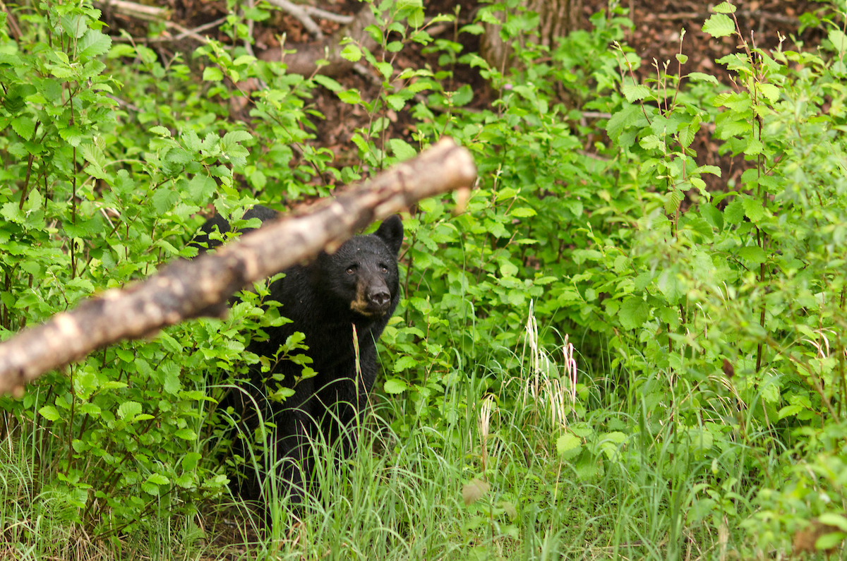 black bear in the woods.