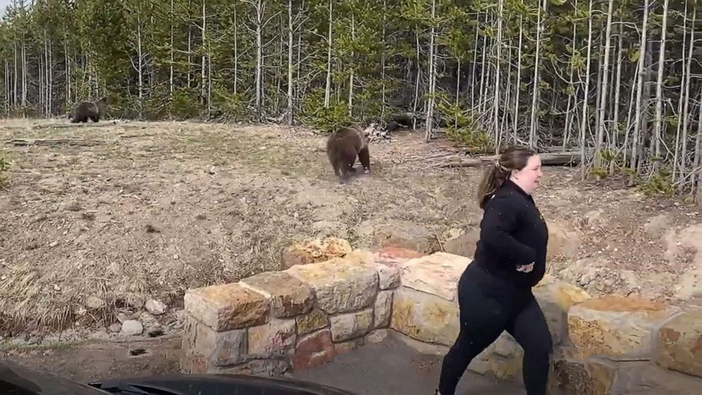 A woman hurries away from a Yellowstone grizzly after approaching it this spring.