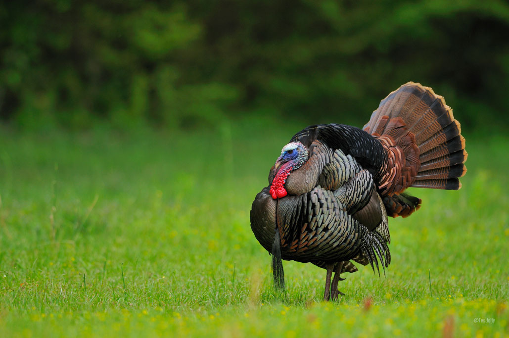 Ohio turkeys are in decline.