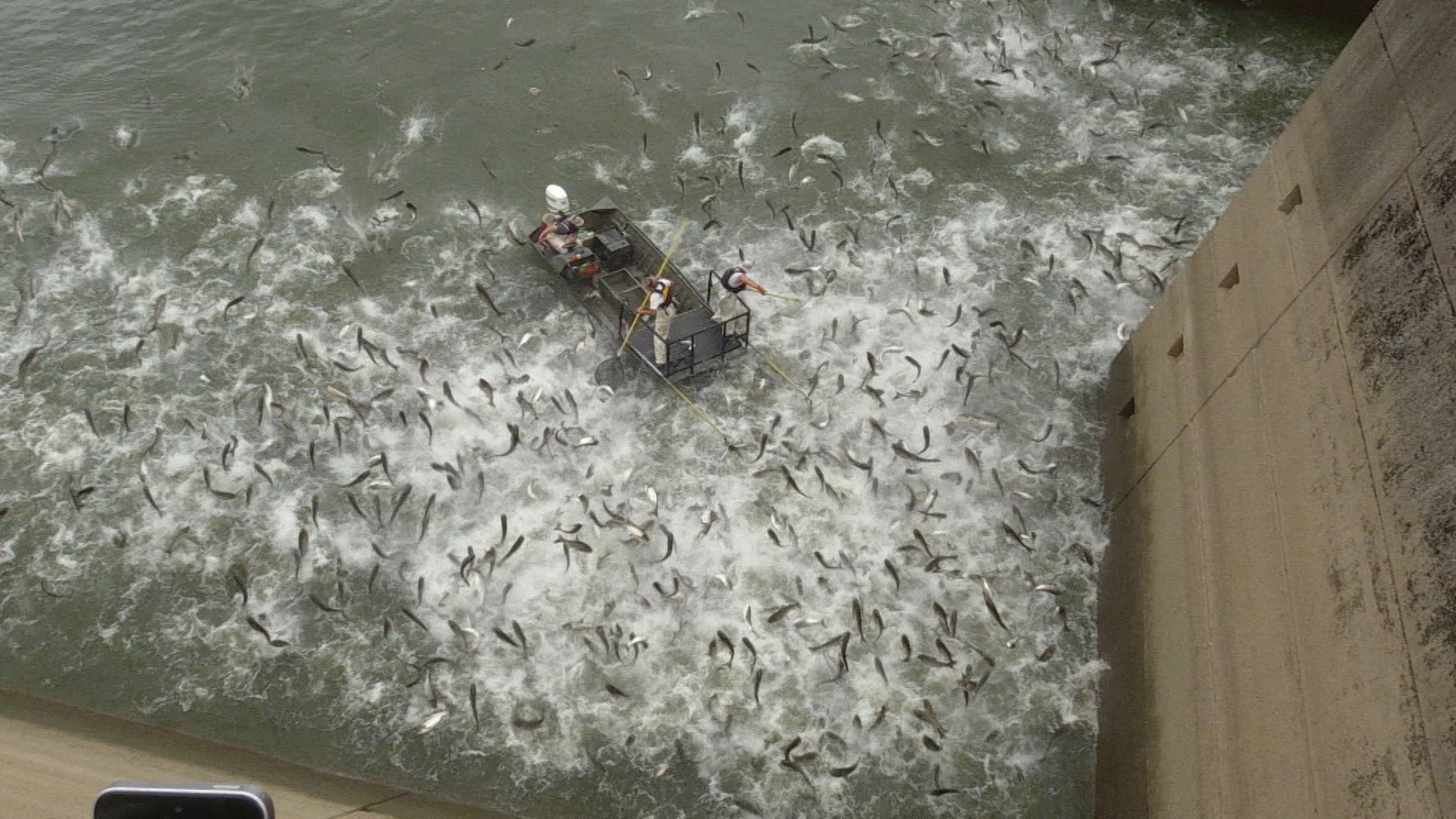 There's a possible breakthrough in ending the carp invasion.