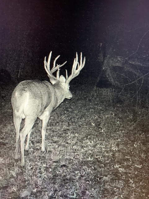 The Beachy buck was captured on trail cam at night on a small swampy plot.