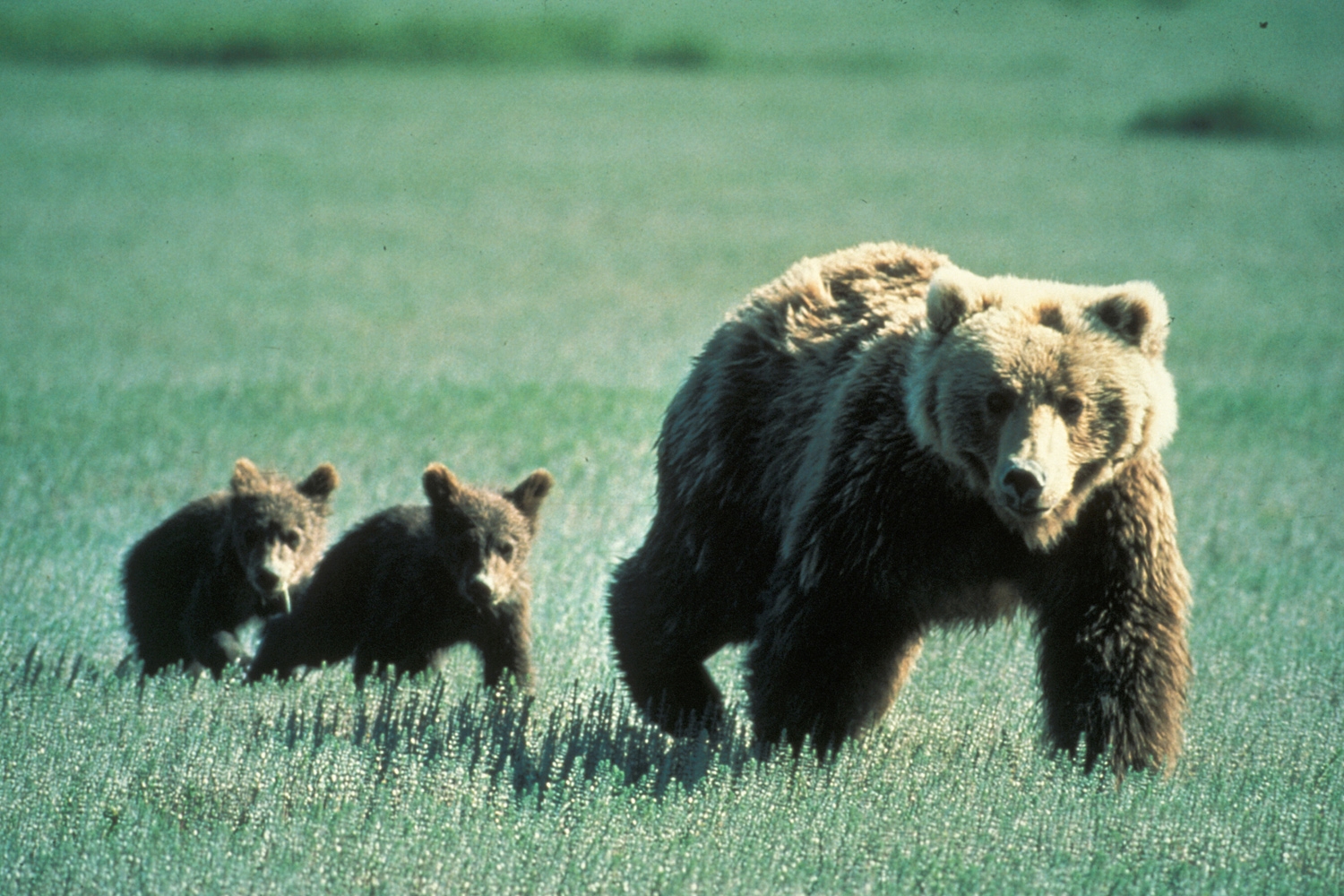 Two hikers were attacked by a grizzly.