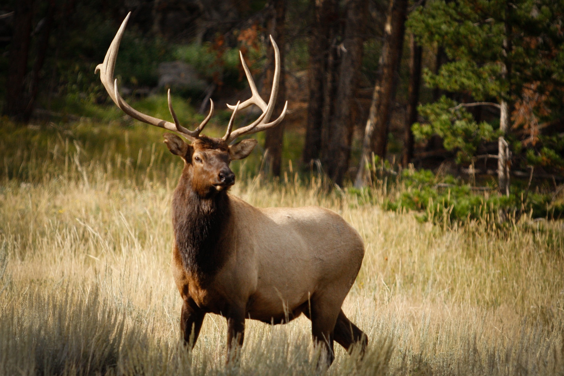 Practice will make you a better elk shot.