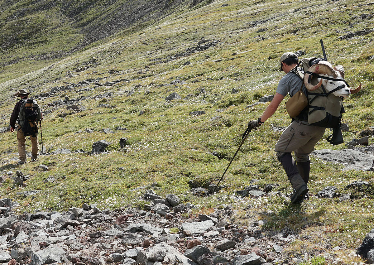 Alex Robinson packs out sheep with one of the best hunting backpacks.