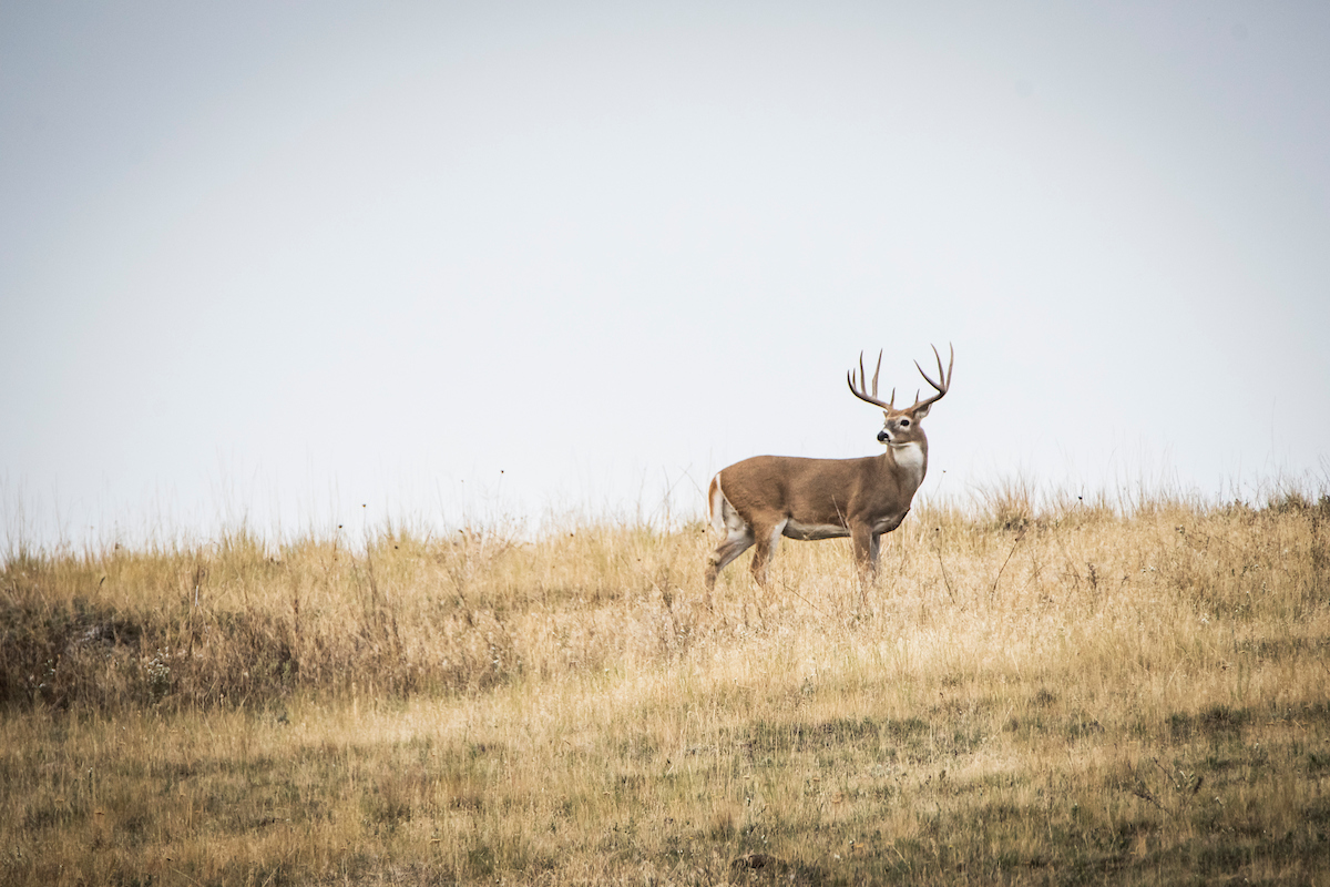No Shot: The Best Whitetail Bowhunters Are Still Limiting Themselves to 40 Yards