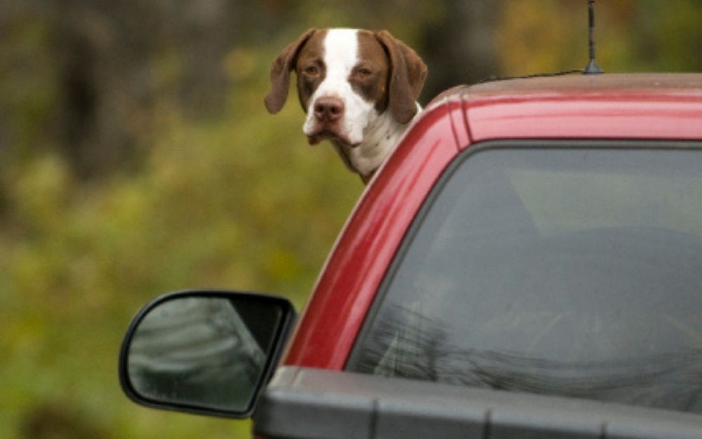 A brown dog with white stamps that stands with half its body outside the window of a red car.
