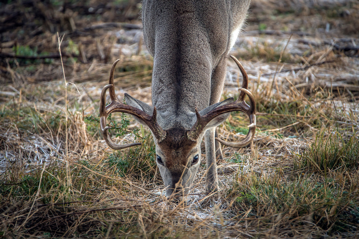 Deer Hunting Forecast 2021: A State-by-State Guide | Outdoor Life