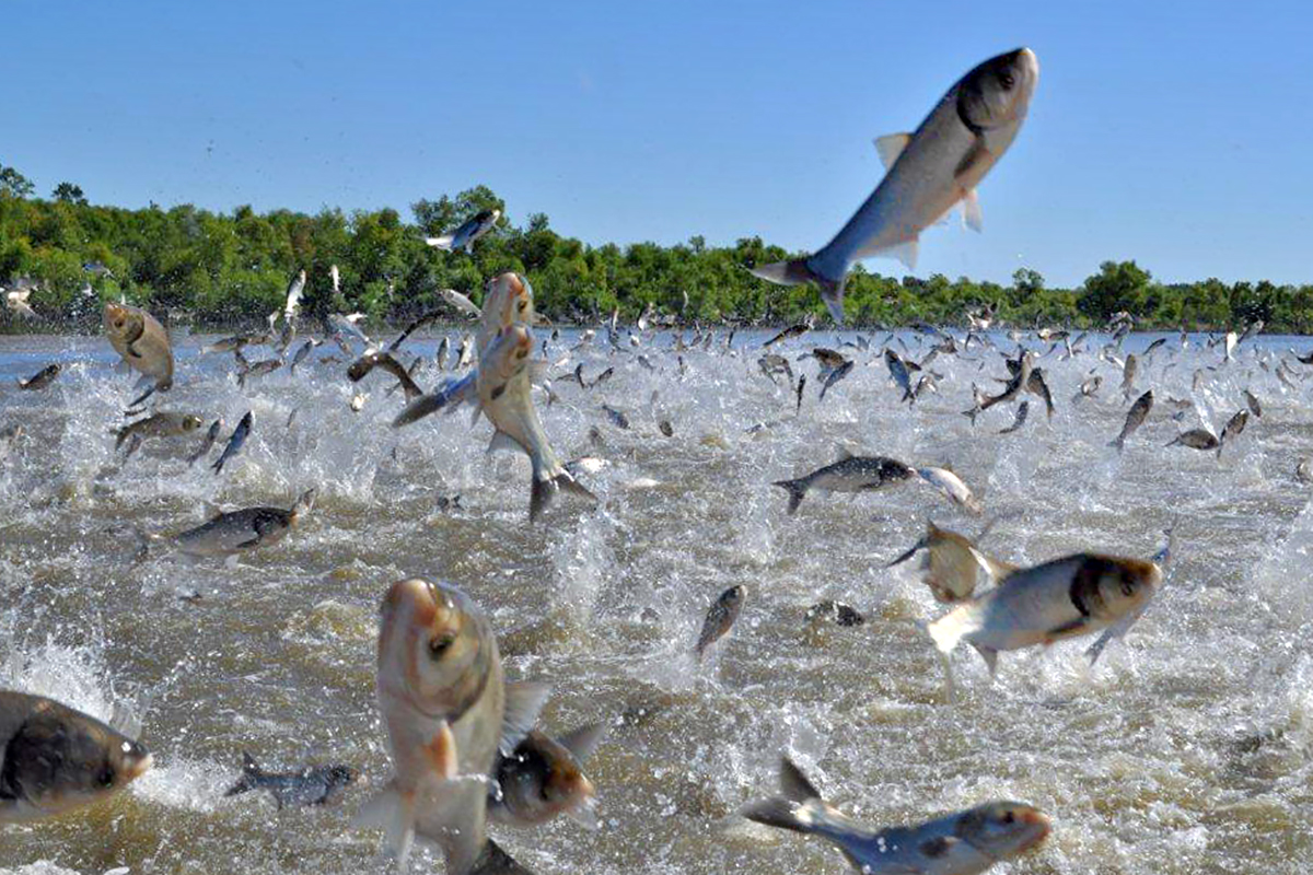 More than 10 million pounds of invasive carp have been eradicated from Kentucky Lake. 
