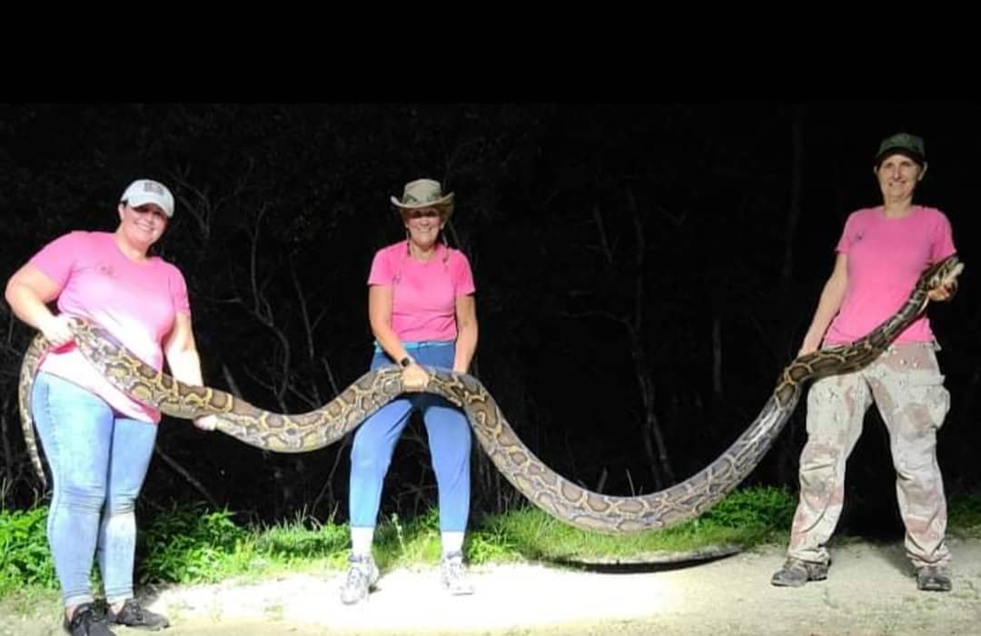 Donna Kallil and the Everglade Avengers with their giant python.