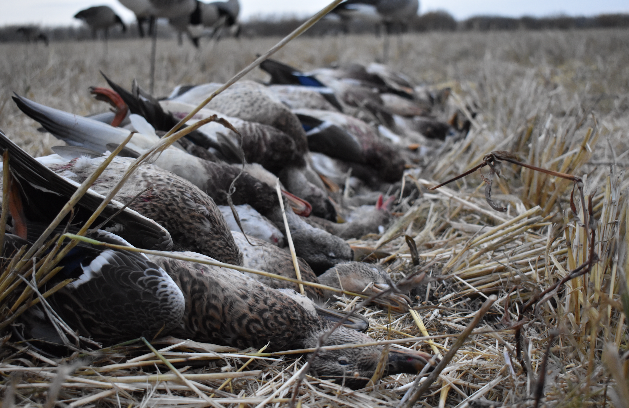 Duck hunters are jerks to one another.