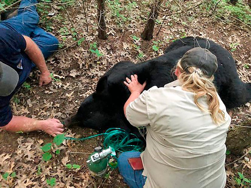 New research from Oklahoma indicates that black bears are far smarter than we give them credit for. 