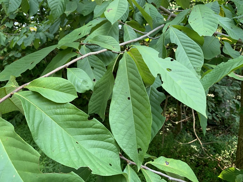 Use the pawpaw leaf for a variety of applications.