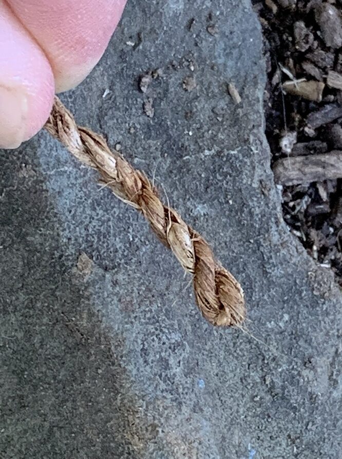 You can turn pawpaw bark into rope.