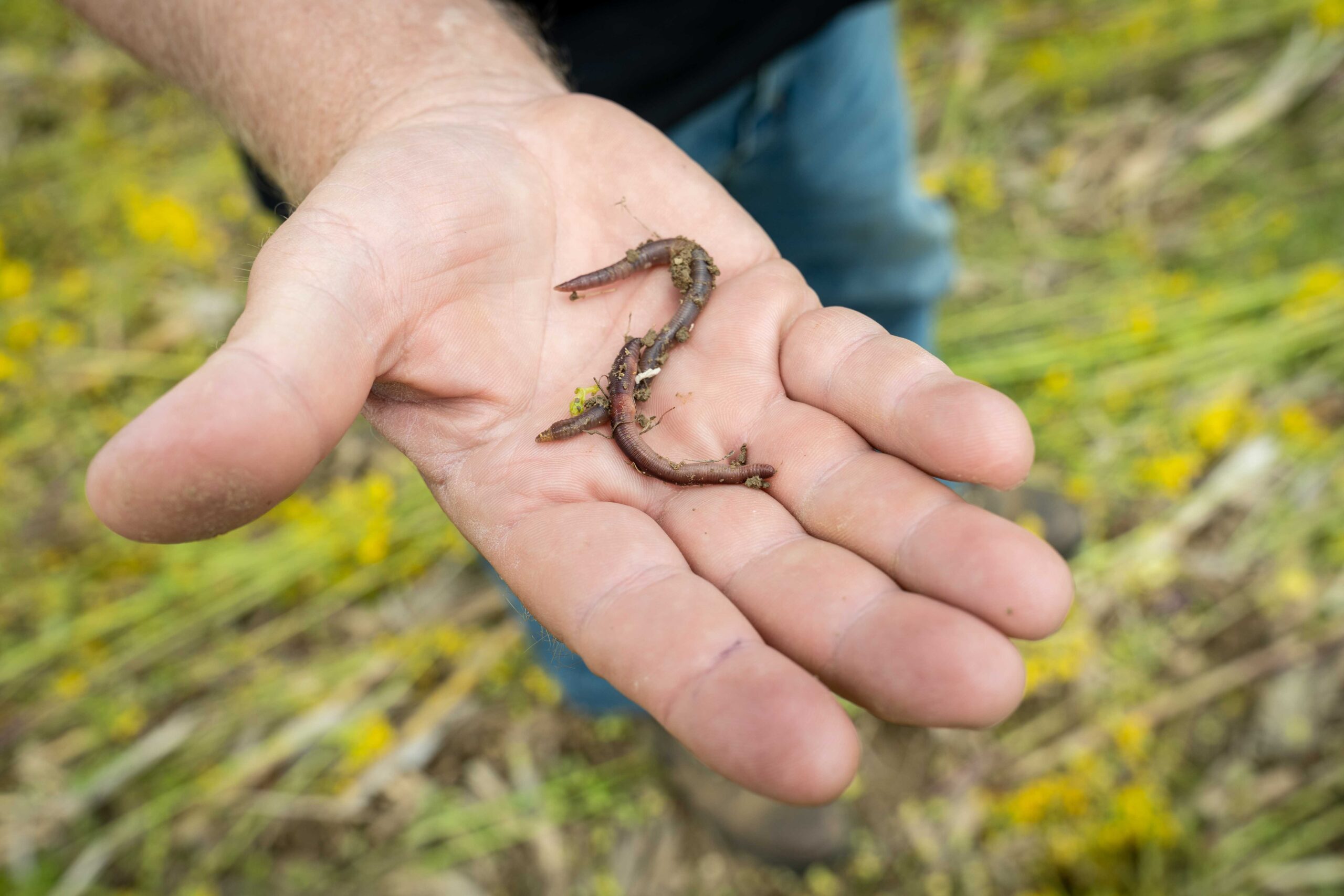Non-native earthworms can actual cause plenty of harm to native species.