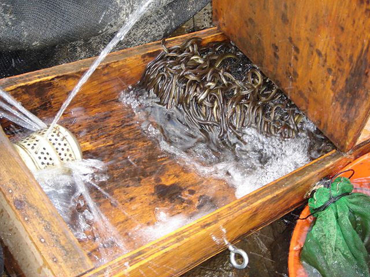Migrating eels help improve water quality.