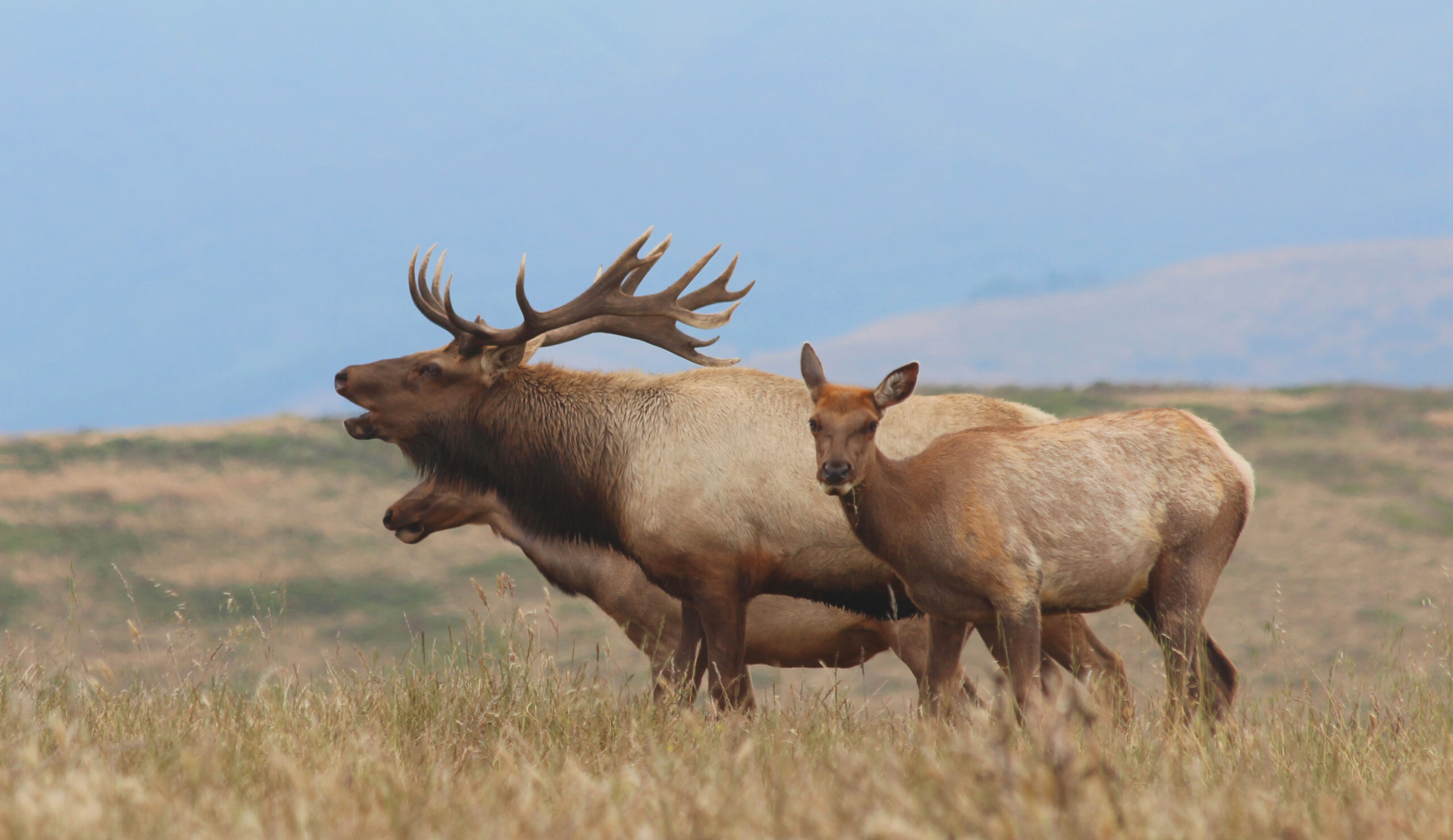 Tule elk can only be found in California.