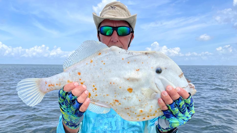 A filefish caught in Tampa Bay earlier this year.
