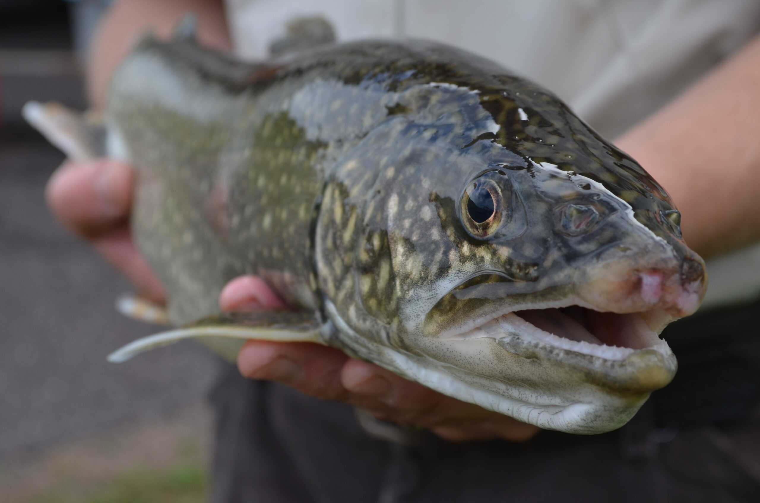 Adult lake trout restoration in the Great Lakes and other native range is important for the health of native fisheries.