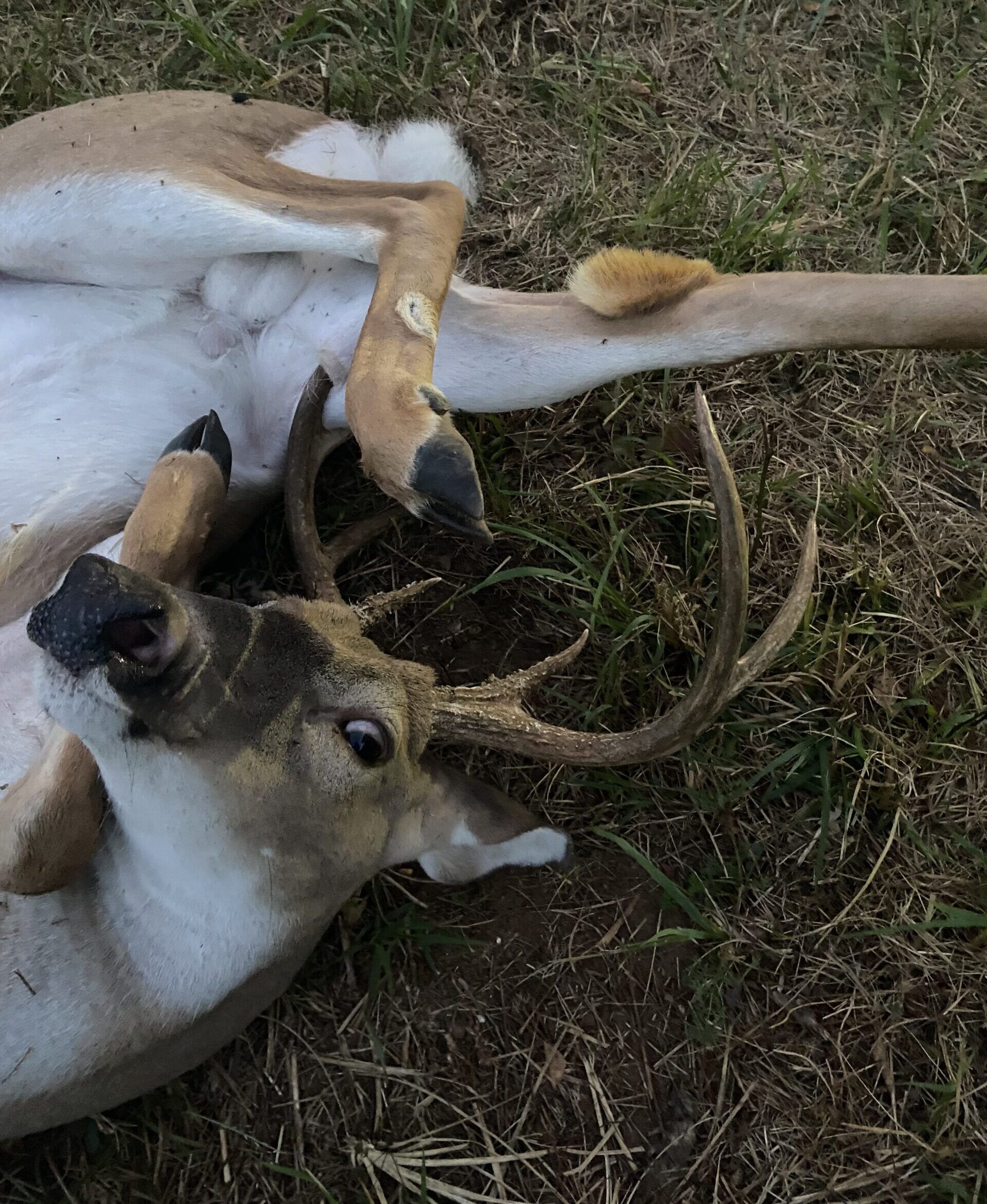 After a deer got tangled in its own legs, an Arkansas hunter saved the buck.