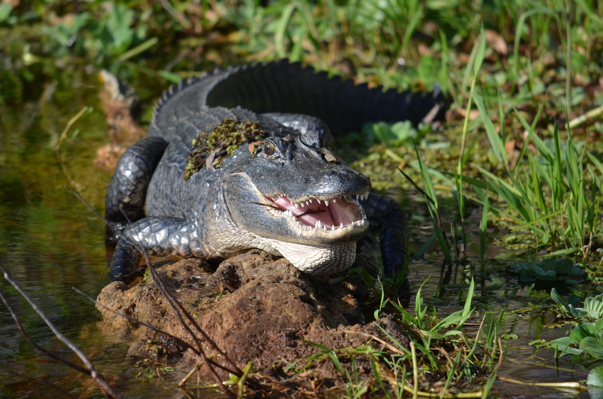 Alligator that attacked Louisiana man during Hurricane Ida is located.