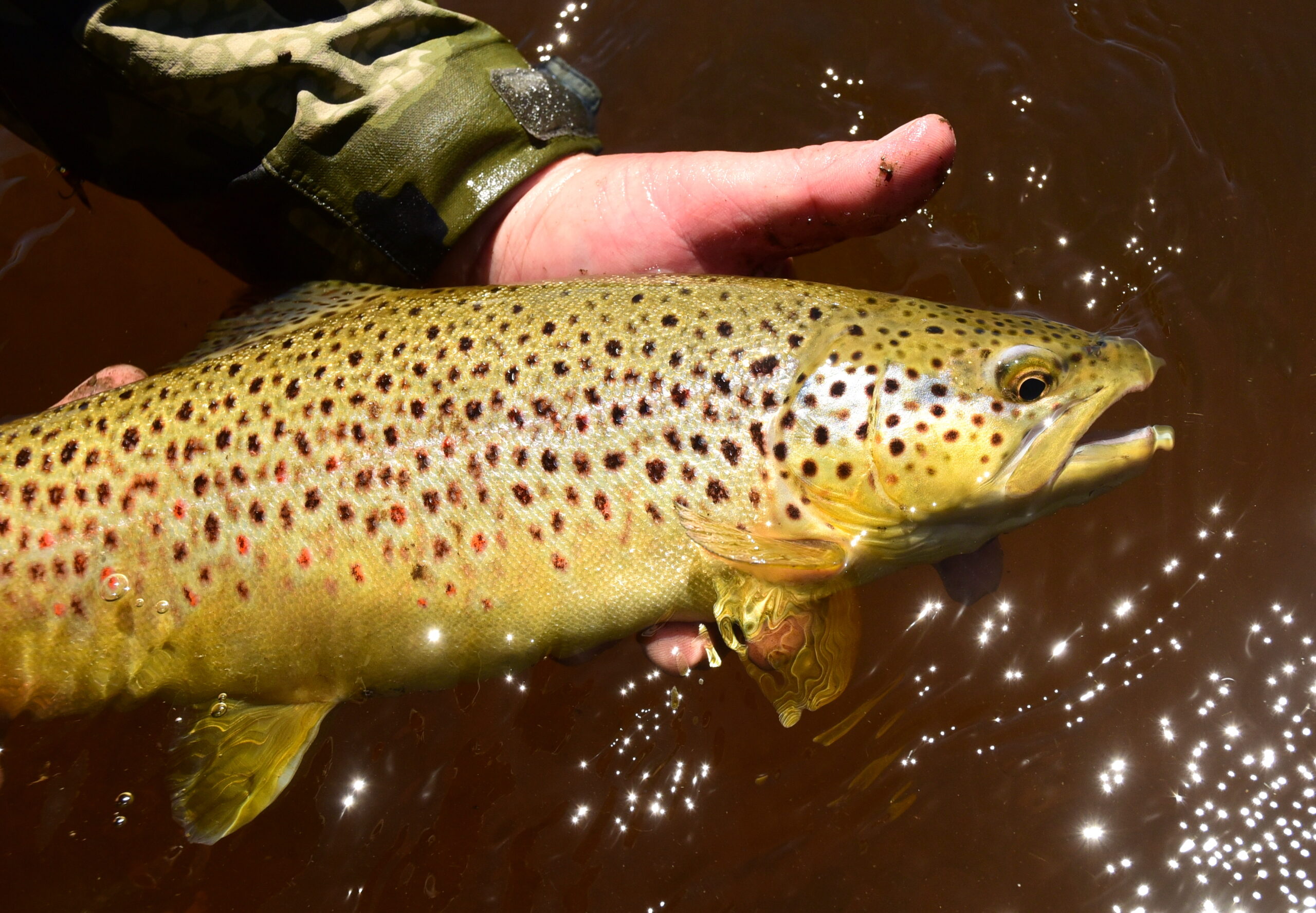 Brown trout caught in a Western stream.