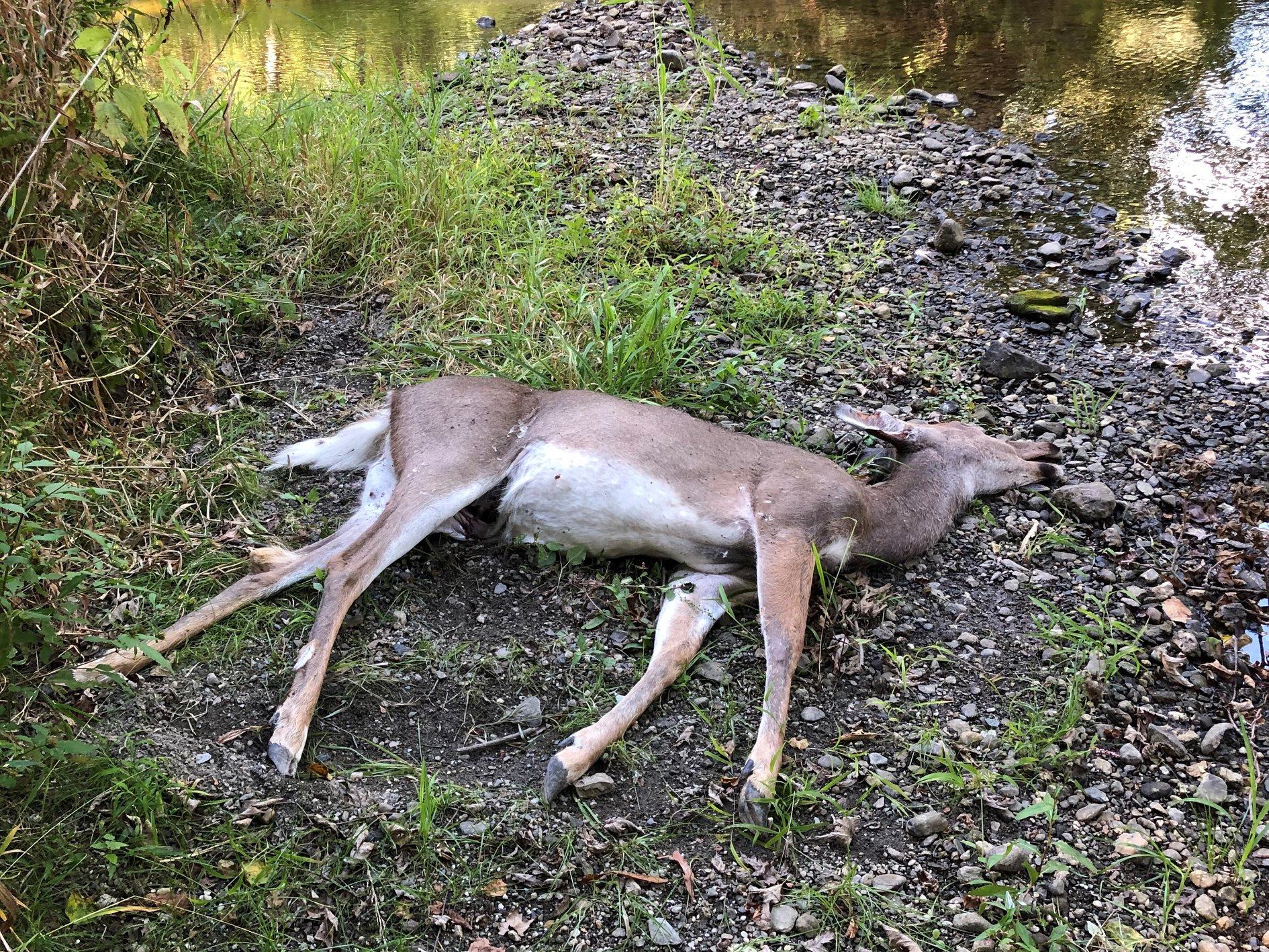 A whitetail that died near water due to an EHD outbreak.