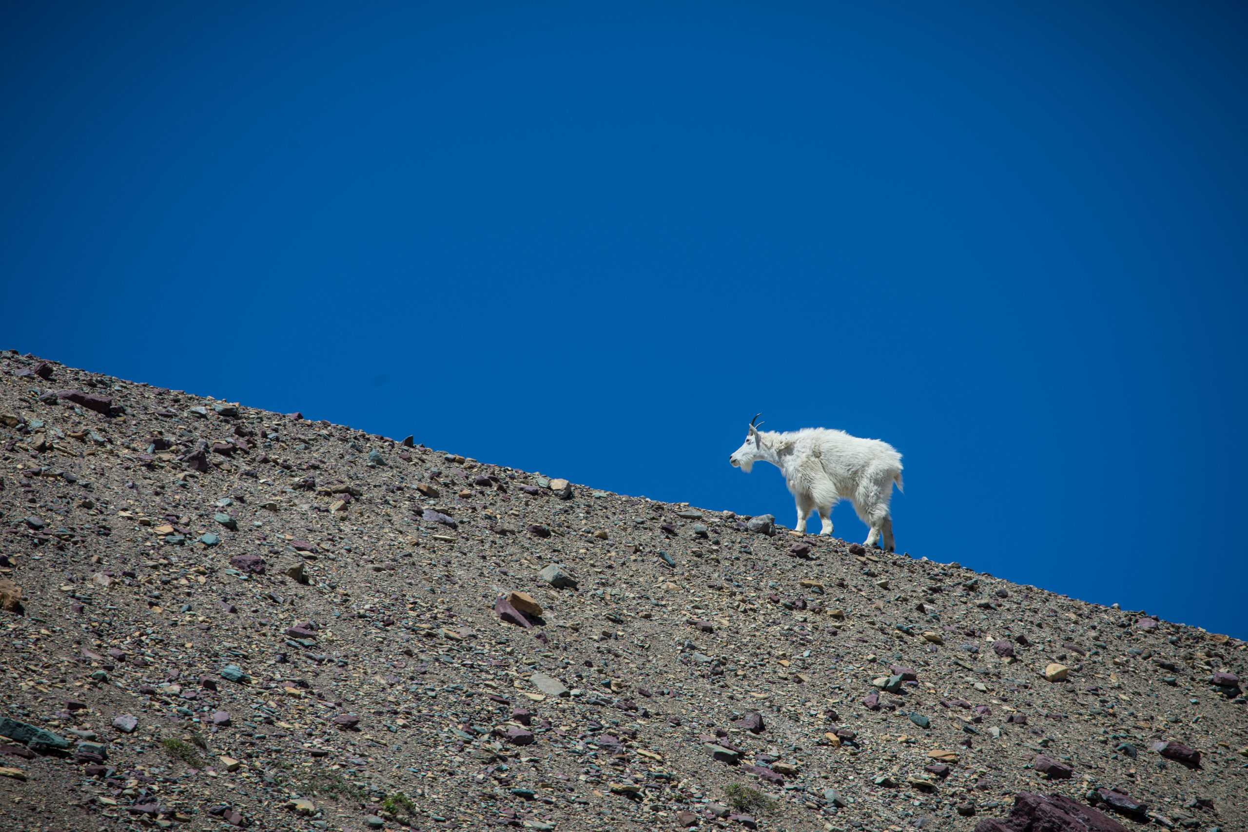 It's rare to hear of a mountain goat killing a grizzly in defense, but it does happen.
