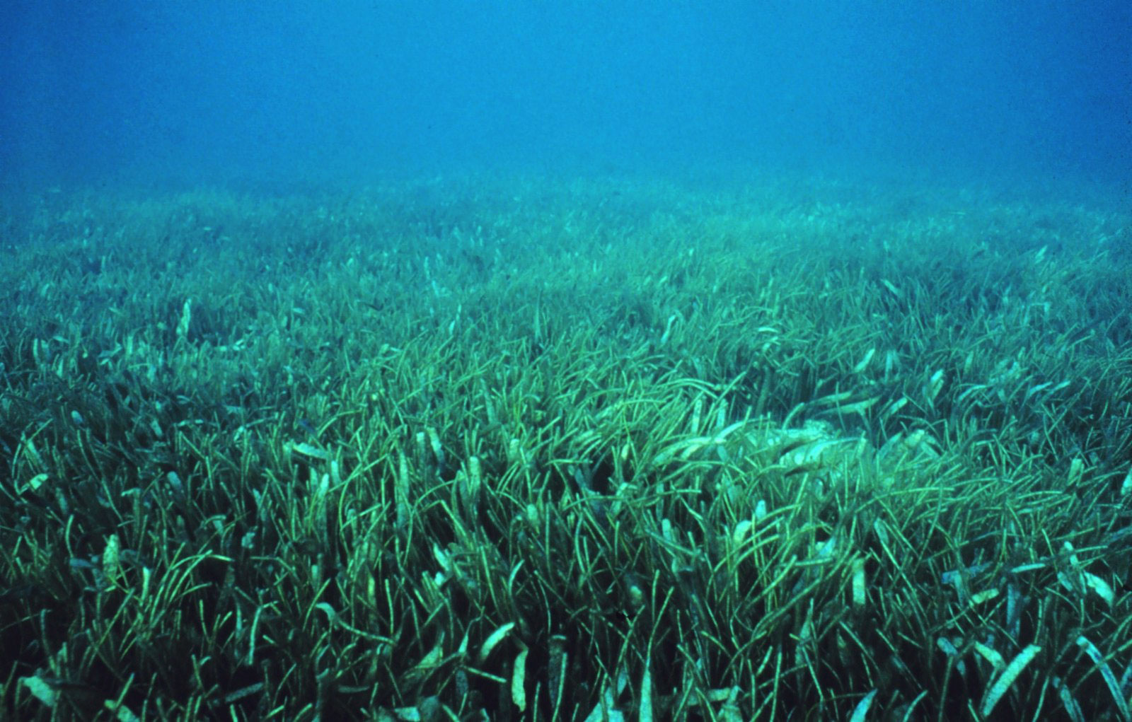 Healthy seagrass meadows are critical habitat for gamefish. 